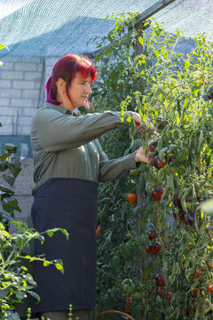 Woman harvesting ripe organic tomatoes in greenhouse