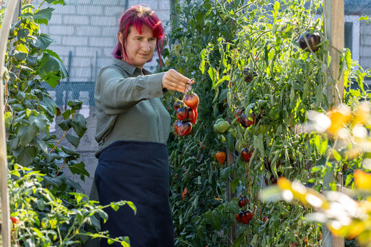 Woman harvesting ripe organic tomatoes in urban garden