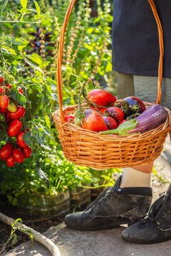 Gardener carrying harvest basket with fresh heirloom vegetables