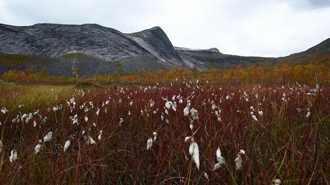 Cotton grass and red sedge on open bog below grey peaks, northern Norway