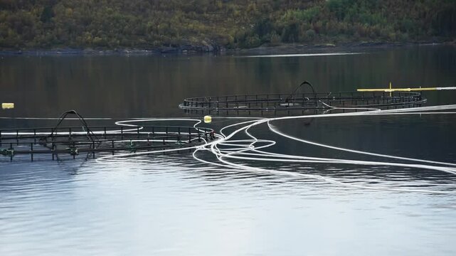 Feed hoses curving across the water between salmon pens, Alstahaug, Nordland, Norway