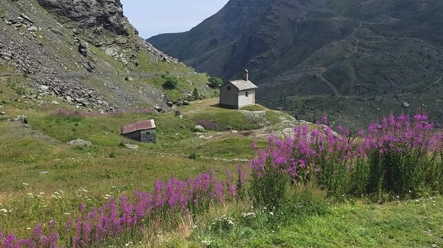 Chiesetta di Pian del Re chapel with fireweed in bloom below Monviso, Pian del Re, Crissolo, Cuneo, Piedmont