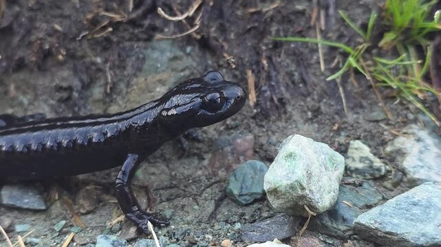 Lanza's alpine salamander, glossy black endemic species, on damp ground, Pian del Re, Monviso, Crissolo, Cuneo, Piedmont