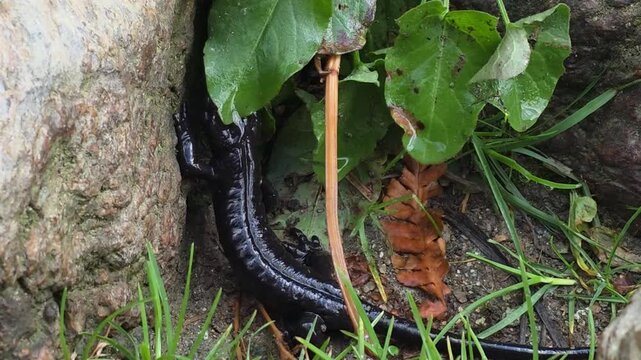 Lanza's alpine salamander, endemic black amphibian, among wet leaves by a rock, Pian del Re, Monviso, Crissolo, Cuneo, Piedmont