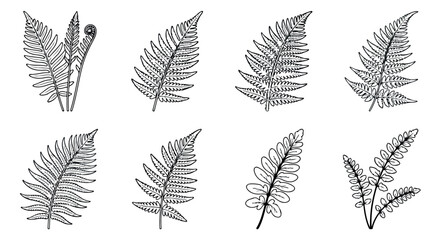 Vintage botanical fern leaf illustrations, set of 8 black line art fronds, hand drawn forest foliage vector icons for wedding stationery © Muhammad Sajjad