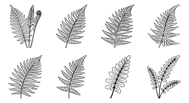 Vintage botanical fern leaf illustrations, set of 8 black line art fronds, hand drawn forest foliage vector icons for wedding stationery