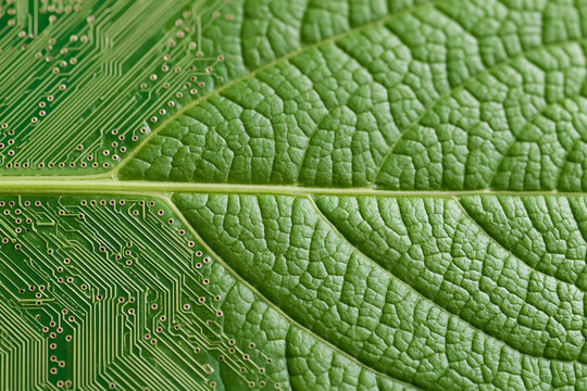 Green leaf merging with electronic circuit board pattern