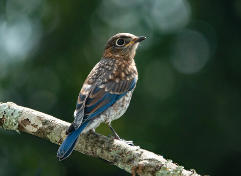 Closeup of a juvenile eastern bluebird with dark green background.