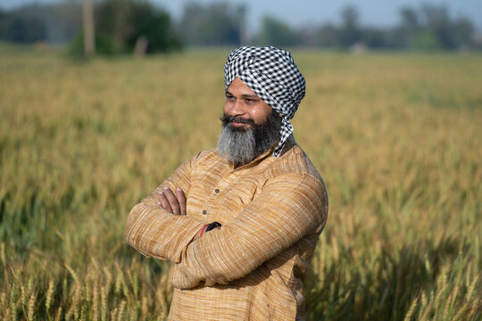 Portrait of an indian punjabi sikh farmer arm crossed and standing at the green wheat agriculture farmland at village. Concept of rural punjab in india