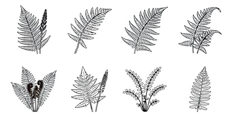 Vintage fern leaf illustrations, botanical line art collection of 8 vector elements, hand drawn forest foliage for wedding stationery © Rehman