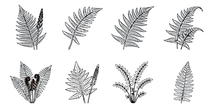 Vintage fern leaf illustrations, botanical line art collection of 8 vector elements, hand drawn forest foliage for wedding stationery