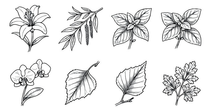 Vintage botanical line art collection, 8 hand drawn floral and leaf vector illustrations, black and white garden sketches for wedding invitations