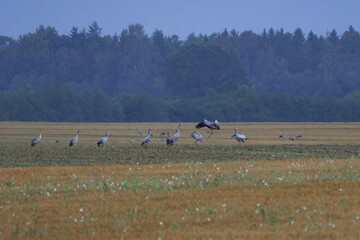 Fototapeta premium A folk of cranes walking across a harvested field during warm autumn morning light. Folk of cranes walking through a harvested field, peaceful autumn countryside, wildlife and rural nature concept