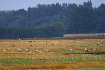 Fototapeta premium A folk of cranes walking across a harvested field during warm autumn morning light. Folk of cranes walking through a harvested field, peaceful autumn countryside, wildlife and rural nature concept