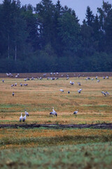 Fototapeta premium A folk of cranes walking across a harvested field during warm autumn morning light. Folk of cranes walking through a harvested field, peaceful autumn countryside, wildlife and rural nature concept