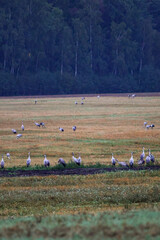 Fototapeta premium A folk of cranes walking across a harvested field during warm autumn morning light. Folk of cranes walking through a harvested field, peaceful autumn countryside, wildlife and rural nature concept