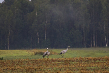 Fototapeta premium A folk of cranes walking across a harvested field during warm autumn morning light. Folk of cranes walking through a harvested field, peaceful autumn countryside, wildlife and rural nature concept