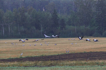 Fototapeta premium A folk of cranes walking across a harvested field during warm autumn morning light. Folk of cranes walking through a harvested field, peaceful autumn countryside, wildlife and rural nature concept