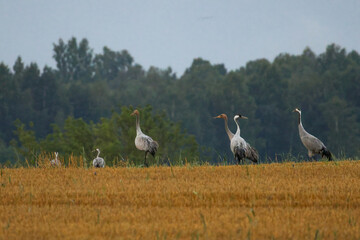Fototapeta premium A folk of cranes walking across a harvested field during warm autumn morning light. Folk of cranes walking through a harvested field, peaceful autumn countryside, wildlife and rural nature concept