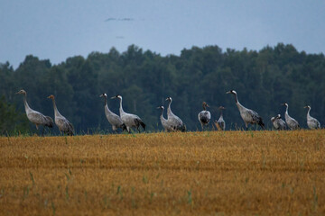 Fototapeta premium A folk of cranes walking across a harvested field during warm autumn morning light. Folk of cranes walking through a harvested field, peaceful autumn countryside, wildlife and rural nature concept