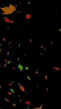 colorful real autumn leaves falling isolated alpha channel animation, leaf thanksgiving and Halloween celebration and sale video stream overlay vertical social media motion design element