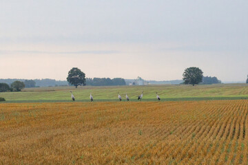 Fototapeta premium A folk of cranes walking across a harvested field during warm autumn morning light. Folk of cranes walking through a harvested field, peaceful autumn countryside, wildlife and rural nature concept
