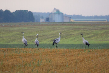 Fototapeta premium A folk of cranes walking across a harvested field during warm autumn morning light. Folk of cranes walking through a harvested field, peaceful autumn countryside, wildlife and rural nature concept
