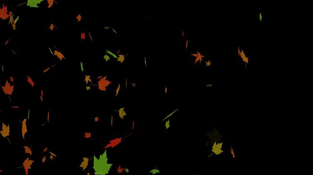 colorful real autumn leaves falling isolated alpha channel animation, leaf thanksgiving and Halloween celebration and sale video stream overlay social media motion design element