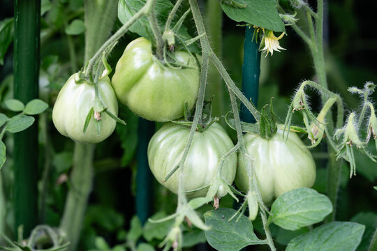 Tomatensuppe mit Tomaten Solanum Lycopersicum aus dem eigenen Garten
