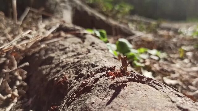Red ants walking on a tree root, carrying leaves toward their anthill. 
