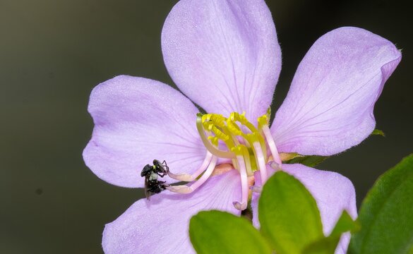 Tiny native Australian stingless bee on purple flower