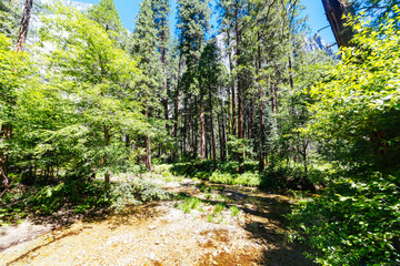 Shallow pebbly stream flowing through dense green forest in Yosemite National Park California USA © FiledIMAGE