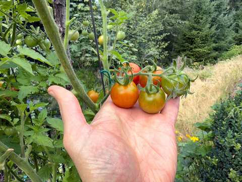 Close of hand holding small cherry tomatoes that have ripen on the vine during late summer in natural sunlight outdoors in home garden