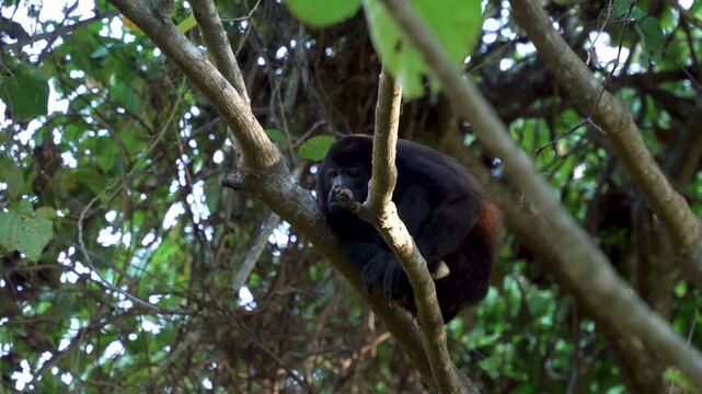 Howler Monkey resting on a tree Costa Rica