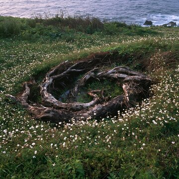 Ishikawa coastal meadow storm washed driftwood lies among flowers