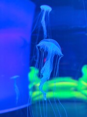 jellyfish in aquarium © Baitong