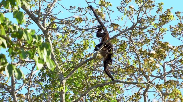 Howler Monkey moving on a tree Costa Rica