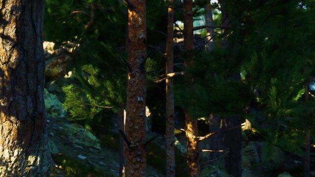 Two tall trees stand close together in a dense forest. Sunlight shines down through the branches, creating patterns on the ground. Green leaves fill the area, giving a lush appearance.