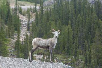 Obraz premium Mountain sheep
