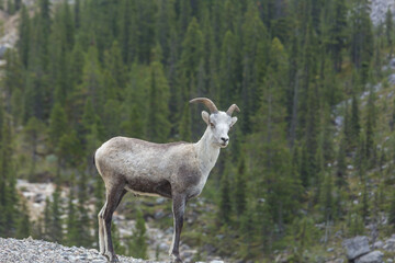 Obraz premium Mountain sheep