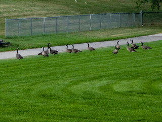 Flock of Canada geese beside a paved park path © Tilahun