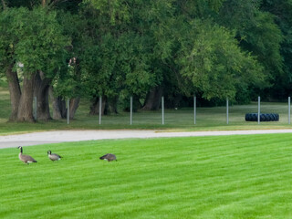 Two geese on a green park lawn © Tilahun