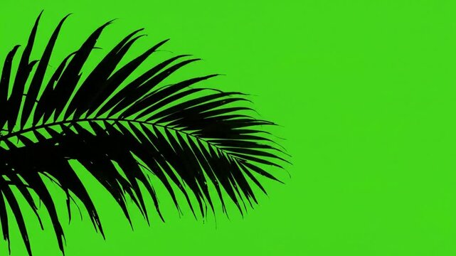 Tropical palm leaf silhouette on green screen background, for easy chroma, key compositing