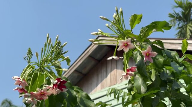 Pink and white Rangoon creeper flowers blooming in a tropical garden