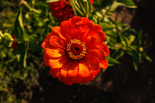 Red zinnia flower blooming in summer garden close up