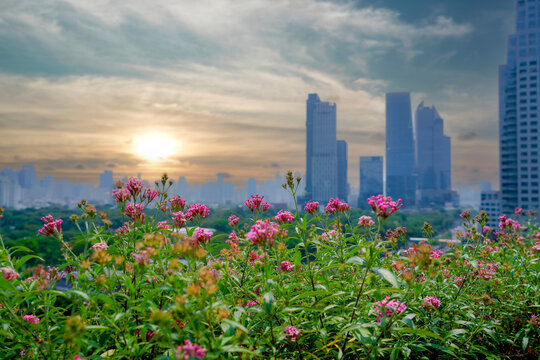 Vibrant pink flowers grow in a rooftop garden overlooking modern skyscrapers in Bangkok at sunset as light glows behind buildings in the urban landscape