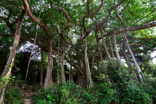 Spreading banyan tree branches and thick hanging roots create a dense shaded canopy in the middle of a lush tropical jungle under bright daylight