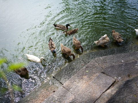 Flocks of ducks playing and foraging by Fuzhou West Lake Park lakeside
