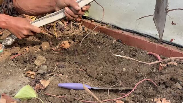 Gardener digging soil with hoe in backyard garden