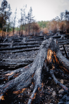 Waldbrand: Verbrannte und verkohlte Baumst&auml;mme